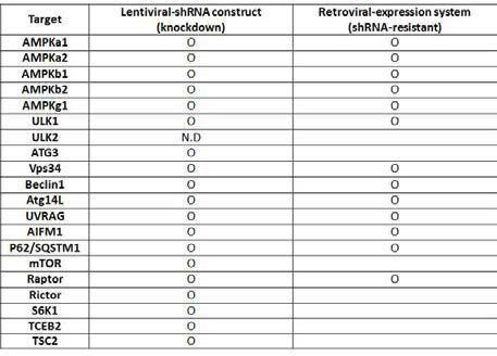 1단계 연구과정에서 구축한 AMPK/mTORC1 에너지 신호전달계 및 Autophagy machinery protein 타겟 Knockdown lentiviral shRNA system과 shRNA-resistant retroviral gene expression system list.