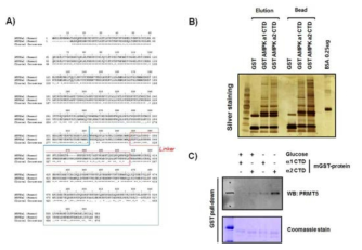 AMPK a1, a2 isoform과 특이적으로 결합하는 단백질 스크리닝 및 분석결과