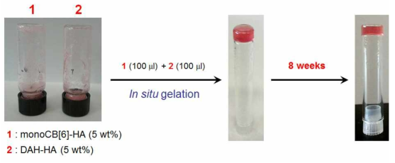 HA-CB[6]/DAH 하이드로젤 형성.