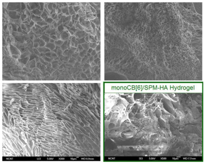 HA-CB[6] 하이드로젤의 SEM image.