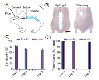 (A) Fiber-pigtailed 하이드로젤 형태의 waveguide를 동물에 임플란트한 모식도, (B) Wave-guide hydrogel에 의한 빛의 scattering, (C) PEG waveguide 하이드로젤의 세포독성평가, (D) 하이드로젤의 빛 투과도 평가.