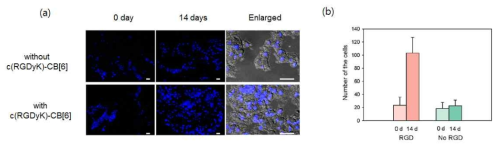 DAPI 염색한 NHDF 세포주를 담지한 하이드로젤에서 c(RGDyK)-CB[6] 유도체의 유무에 따른 세포 증식 차이.