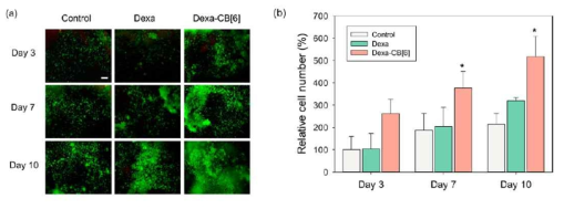 Dexa와 Dexa-CB[6] 유도체가 도입된 CB[6]-DAH HA 하이드로젤에 담지된 중간엽 줄기세포 를 Calcein AM Live cell assay를 이용해 분석.