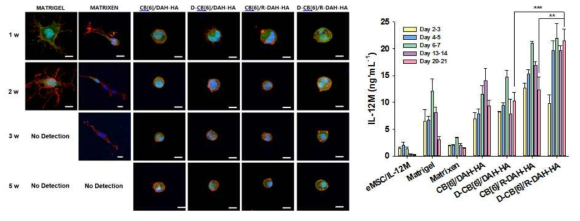 Matrigel 및 Matrixen과 RA-HA 유도체(R-HA)와 Dexa-CB[6] 유도체(D-CB[6])가 도입된 CB[6]-DAH HA 하이드로젤에서 중간엽 줄기세포의 체외 특성 분석 (좌) EGFP가 도입된 중간엽 줄기세포 에 F-actin을 phalloidin-rhodamine으로 염색하고 핵을 DAPI로 염색하여 세포 형태 분석 (우) 각각 의 하이드로젤에 담지된 중간엽 줄기세포에서 치료 유전자 발현을 ELISA로 분석함.