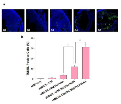 (a) 치료제가 주사되었던 주변조직에서 체취한 세포자연사한 세포를 TUNEL assay 로 시각화한 사진 (DAPI (청색)와 FITC (녹색)로 염색.) (G1) 중간엽줄기세포만 (G2) IL-12M가 도입된 중간엽줄기세포, (G3) Matrixen에 담지한 IL-12M가 도입된 중간엽줄기세포, (G4) CB[6]-DAH HA 하이드로젤에 담지한 IL-12M가 도입된 중간엽줄기세포, (G5) exa-CB[6] 유도체와 RA-HA유도체가 도입된 CB[6]-DAH HA 하이드로젤에 담지한 IL-12M가 도입된 중간엽줄기세포 (bar = 1,000 μm). (b) 전체 핵의 개수(청색)에서 TUNEL 양성세포 (녹색)비율