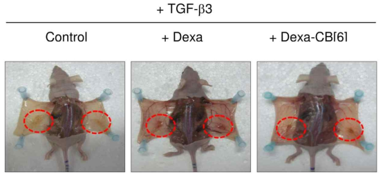 monoCB[6]/DAH-HA 하이드로젤 내에 담지된 중간엽 줄기세포(monoCB[6]-HA mixed with hMSCs (2.0 wt%, 5 × 106 cells in 0.2 mL) and DAH-HA (2.0 wt%, 0.2 mL)) 6주령 Balb/c nude mice 등에 S.C. 주사해서 Control(좌), dexamethasone (중), Dexa-CB[6] (우) 4주후 조직 상 태를 확인함.