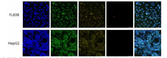 Excitation 파장에 따라 emission 파장이 다르게 나오는 성질을 가지는 Carbon nanodots (CND)를 세포에 2시간 놔둔 뒤 컨포칼 이미징을 통하여 확인 함.