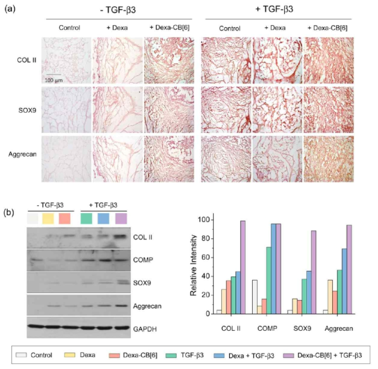 (a) Dexamethasone이나 Dexa-CB[6]의 유무에 따른 monoCB[6]/DAH-HA 하이드로젤 내의 중간엽 줄기세포 분화도의 차이를 면역조직학적으로 분석 (scale bar = 100 μm). (b) COL II, COMP, SOX9, and aggrecan의 네가지 표지자를 이용하여 Western blots 유전자 발현을 분석함.