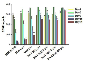 BDNF 발현 유전자를 도입하여 하이드로젤 내 줄기세포의 발현도를 분석, 비교 확인함.
