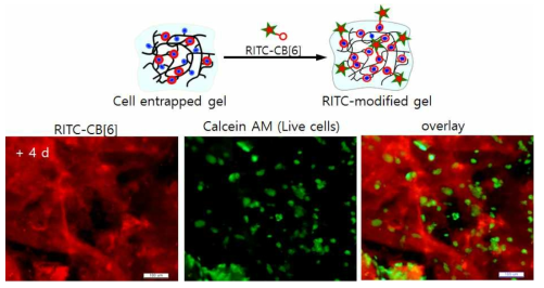 RITC와 Calcein AM을 이용한 세포와 하이드로젤의 세포적합성 평가.