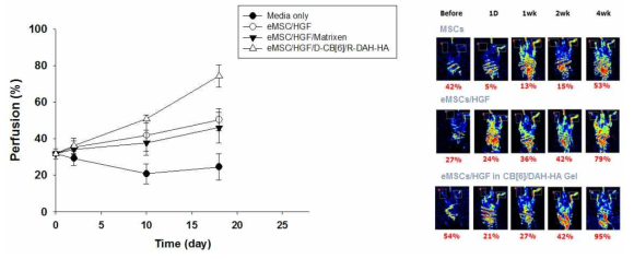 하지허혈질환 모델확립과 하이드로젤의 유무에 따른 혈류개선정도를 Laser Doppler imaging(LDI)으로 측정함.