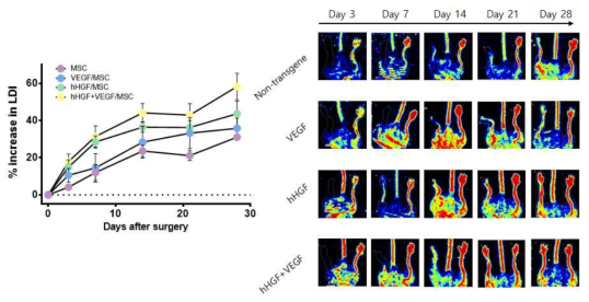 하지허혈질환 모델에서 두가지 혈관형성인자 VEGF와 hHGF에 따라서 혈류개선정 도를 Laser Doppler imaging (LDI)으로 측정함.