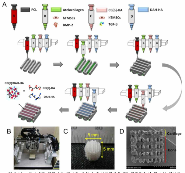 줄기세포 치료제를 담지한 초분자 하이드로젤을 3D 프린팅하여 토끼의 골연골 조직에 이식하는 실험의 모식도.