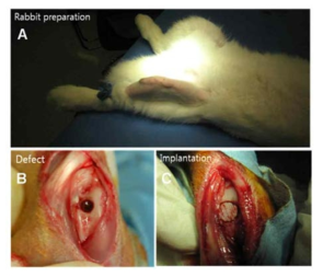 토끼를 이용한 조직 재생 실험.