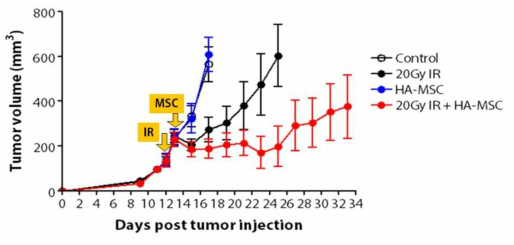 방사선이 조사된 Sarcoma에 HA(hyaluronic acid)와 혼합한 IL-12를 발현하는 중간엽 줄기세포를 주입하여 치료 효능을 관찰한 그래프.