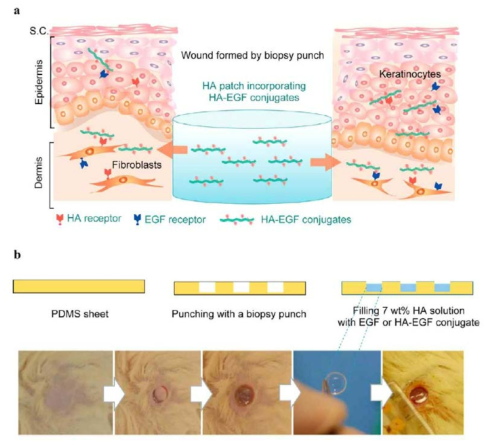 HA-EGF 유도체를 이용한 창상치료 패치와 이를 이용한 상처의 치유과정의 모식도.