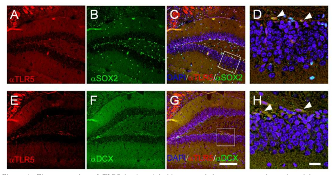 The expression of TLR5 in the adult hippocampal dentate gyrus where the adult neu rogenesis is occurred in life-long.