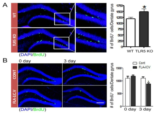 TLR5 inhibits the adult neural stem cell proliferation in the DG of the adult hippocampus.