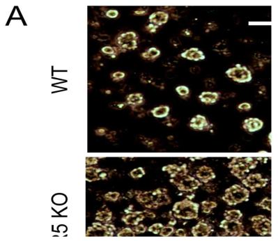 TLR5 inhibits the neurosphere formation via alteration of cell cycles.