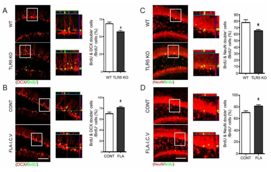 TLR5 enhances the neural differentiation of the adult stem cells in the DG of the adult hippocampus.