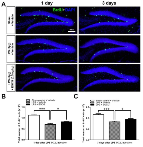 The effect of EGCG on the proliferation of adult NSCs in the DG impaired by LPS-induced neuroinflammation.