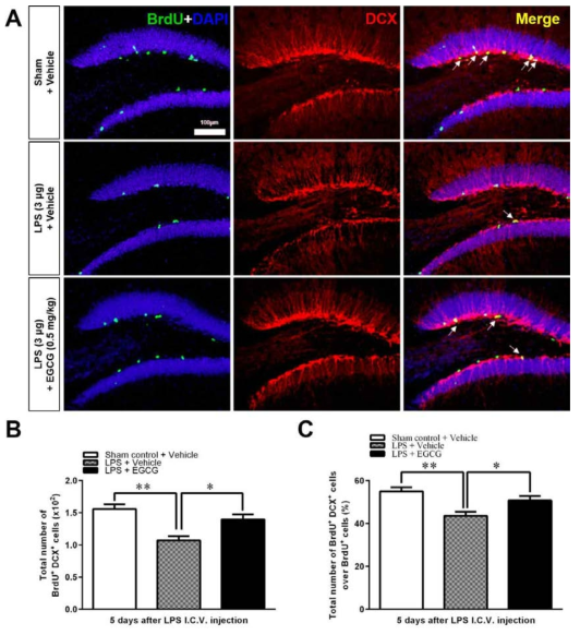 The effect of EGCG on the immature neuronal differentiation in the DG after LPS-induced neuroinflammation