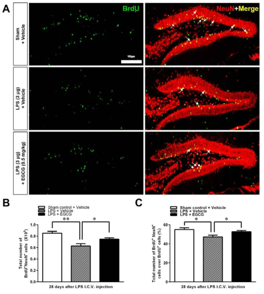 The positive effect of EGCG on the mature neuronal differentiation in the DG after LPS-induced neuroinflammation