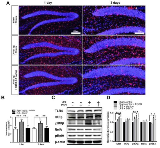 The effect of EGCG on microglia and TLR/NFKB signaling after LPS- induced neuroinflammation.