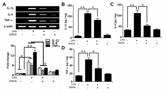 Effect of EGCG on proinflammatory cytokines after LPS- induced neuroinflammation.