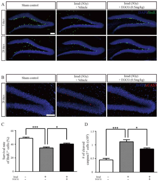 EGCG restored newborn cell survival in the hippocampal DG and suppressed apoptotic cell death after impairment by X-irradiation
