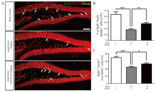EGCG rescued late-stage neural differentiation of adult NSCs in the hippocampal DG impaired by X-irradiation.