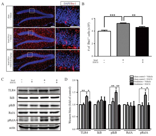 EGCG attenuated activation of microglia and TLR4/NFκB signaling.
