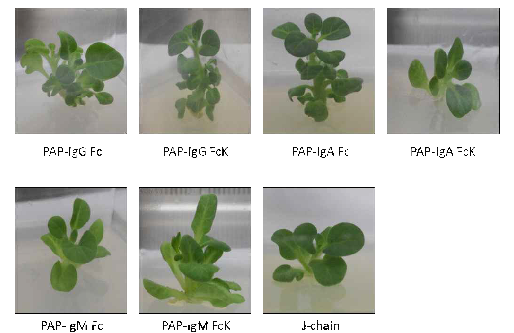 항원-항체 융합 단백질 발현을 하는 무균 형질전환 식물체(in vitro)