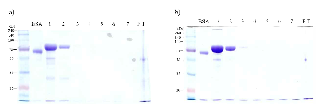 발현이 확인된 식물체로부터 정제한 [a) PAP-IgG Fc, b) PAP-IgG FcK (A Type)] 융합 백신단백질 SDS-PAGE 결과.