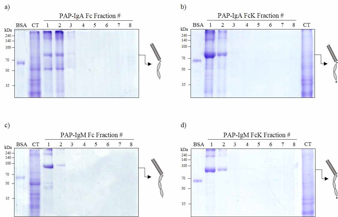 PAP-IgA Fc, PAP-IgA FcK, PAP-IgM Fc, 그리고 PAP-IgM FcK 융합백신단백질 정제 SDS-PAGE 결과.