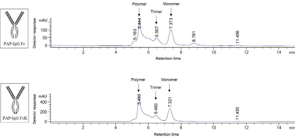 형질전환 식물체에서 정제한 항원-항체 융합 단백질 (PAP-IgG Fc, PAP-IgG FcK) 사이즈 분석
