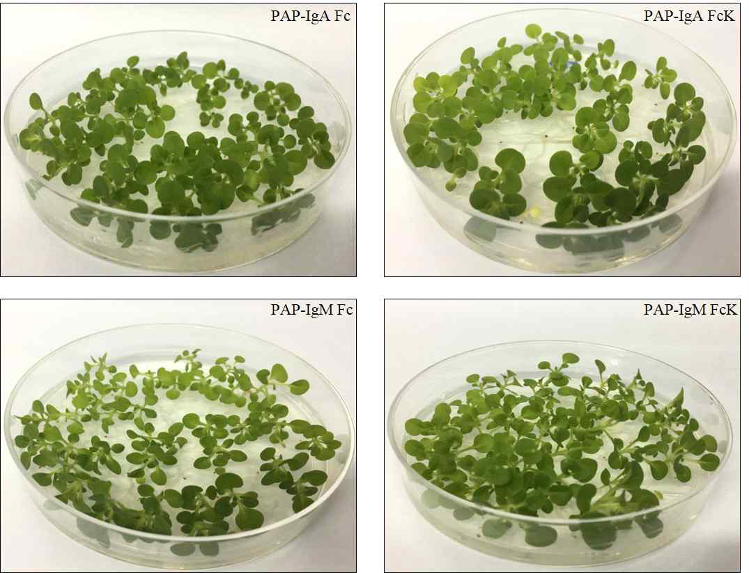 타가수분을 통해 얻은 PAP-IgA Fc ✕ J-chain, PAP-IgA FcK ✕ J-chain, PAP-IgM Fc ✕ J-chain, PAP-IgM FcK ✕ J-chain 융합 백신단백질 씨앗을 in vitro 에서 kanamycin 항생제가 들어간 배지로 selection.