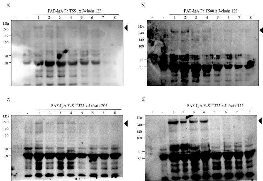 Kanamycin 항생제가 들어간 배지를 통해 selection한 [a),b) PAP-IgA Fc ✕ J-chain, c),d) PAP-IgA FcK ✕ J-chain] 융합 백신단백질을 발현하는 식물체를 western blot을 통해 발현 확인.