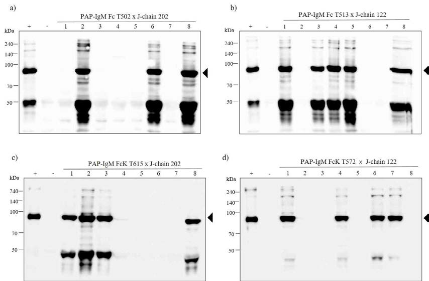 Kanamycin 항생제가 들어간 배지를 통해 selection한 [a),b) PAP-IgM Fc ✕ J-chain, c),d) PAP-IgM FcK ✕ J-chain] 융합 백신단백질을 발현하는 식물체를 western blot을 통해 발현 확인.