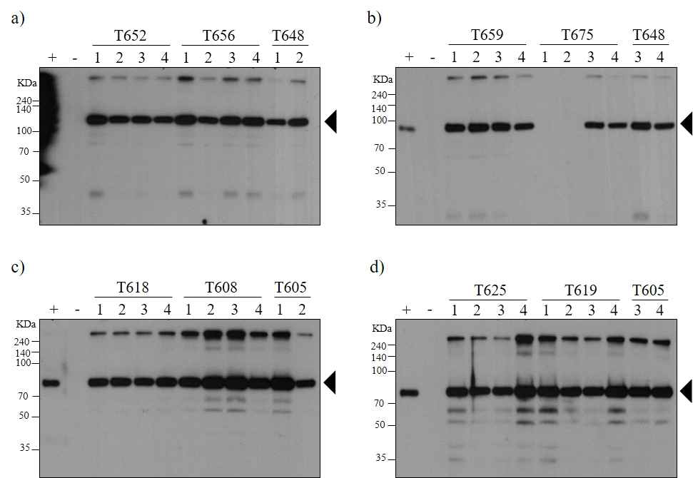 형질전환식물체에서 항원-항체 융합 백신단백질[(a, b), PAP-IgG Fc transgenic line T652, T656, T648, T659, T675; (c, d) PAP-IgG FcK transgenic line T618, T608, T605, T625, T619] 발현 T1 세대의 식물체 발현 확인검증.