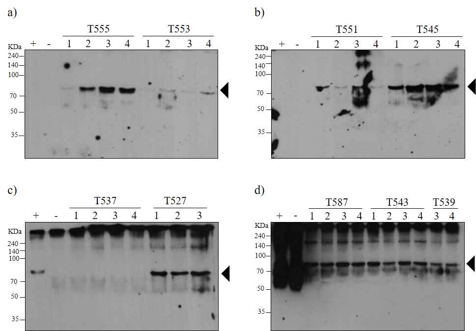 형질전환식물체에서 항원-항체 융합 백신단백질[(a, b), PAP-IgA Fc transgenic line T555, T553, T551, T545 (c, d) PAP-IgA FcK transgenic line T537, T527, T587, T543, T539] 발현 T1 세대의 식물체 발현 확인검증.