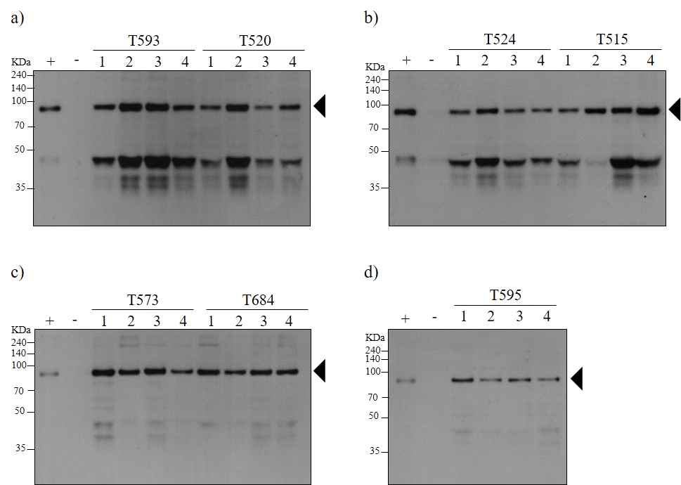 형질전환식물체에서 항원-항체 융합 백신단백질[(a, b), PAP-IgM Fc transgenic line T593, T520, T524, T515 (c, d) PAP-IgM FcK transgenic line T573, T684, T595] 발현 T1 세대의 식물체 발현 확인검증.