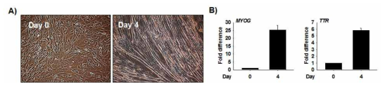 위 그림은 C2C12 세포를 분화시킨 모습과 관련 유전자의 발현을 나타낸다.