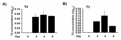위 그림은 분화기간 동안 세포내 T4와 T3 호르몬의 농도를 측정한 결과이다.