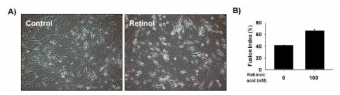 위 그림은 분화에 따른 레티놀이 미치는 영향을 관찰하기 위해 2%FBS 배지와 레티놀 100 nM을 2일 동안 처리하였다.