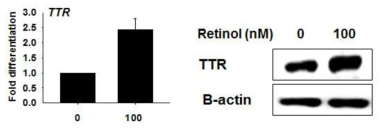 위 그림은 레티놀 처리에 따른 TTR 유전자 및 단백질 발현을 나타내는 결과이다.