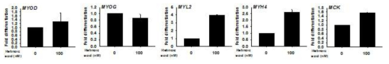 위 그림은 분화처리와 동시에 레티놀 처리 2일 후 MYOD, MYOG, MYL2, MYH4 (myosin heavy chain 4), MCK (muscle creatine kinase) 유전자의 발현을 관찰하였다.