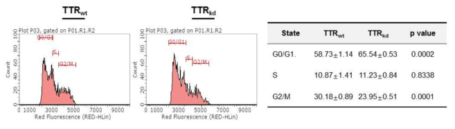 위 그림은 TTR 유전자의 발현을 억제한 후 세포주기 (cell cycle)를 FACS를 통해 분석 한 결과이다.
