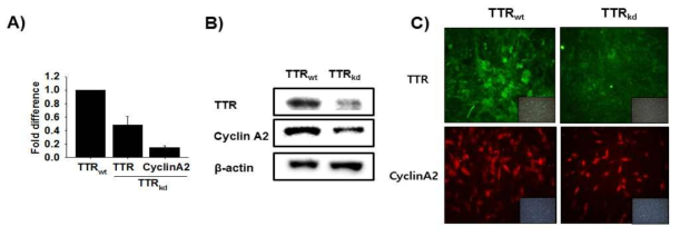 위 그림은 TTR 유전자가 억제된 세포와 대조군 세포를 분화배지 (DMEM+2% FBS+1% penicillin/streptomycin)에서 4 시간 동안 배양한 후 RNA를 추출하여 유전자 및 단백질의 발 현을 관찰한 결과이다.