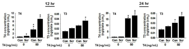 위 그림은 C2C12 세포에서 scratch를 가한 후 12시간과 24시간 동안 세포를 방치한 후 세포 내 T4/T3 호르몬 농도를 측정한 결과이다.